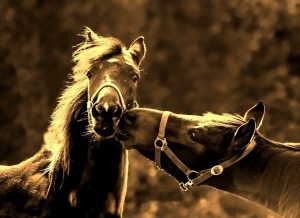 horses-998300_960_720